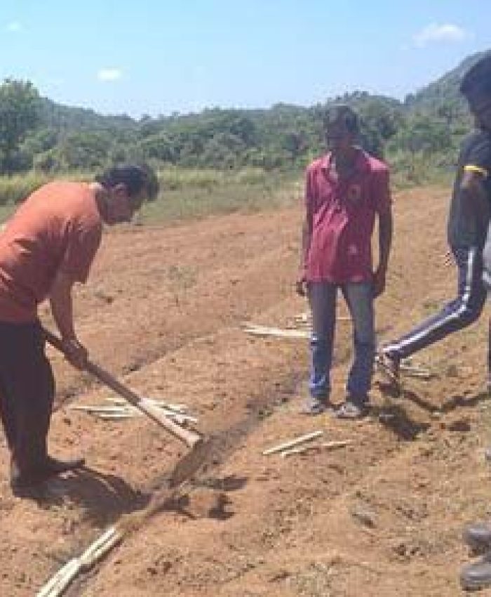 Sugarcane Cultivation Project in Association with Gal Oya Plantations, Hingurana.